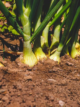 8 Sandy Soil-Friendly Picks That Adapt Quickly