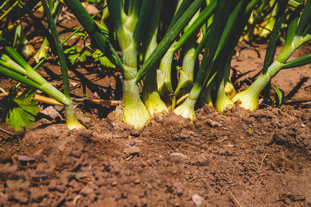 8 Sandy Soil-Friendly Picks That Adapt Quickly