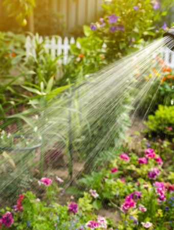 Why Watering Consistency Matters More Than Volume