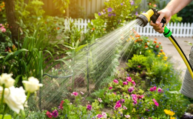 Why Watering Consistency Matters More Than Volume
