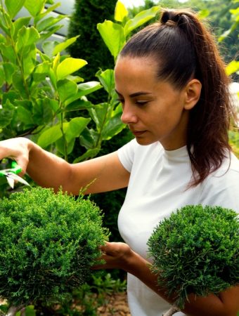 7 Budget Tools Every Gardener Needs for Safe, Clean Shrub Pruning
