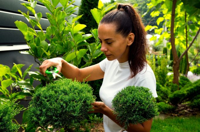 7 Budget Tools Every Gardener Needs for Safe, Clean Shrub Pruning