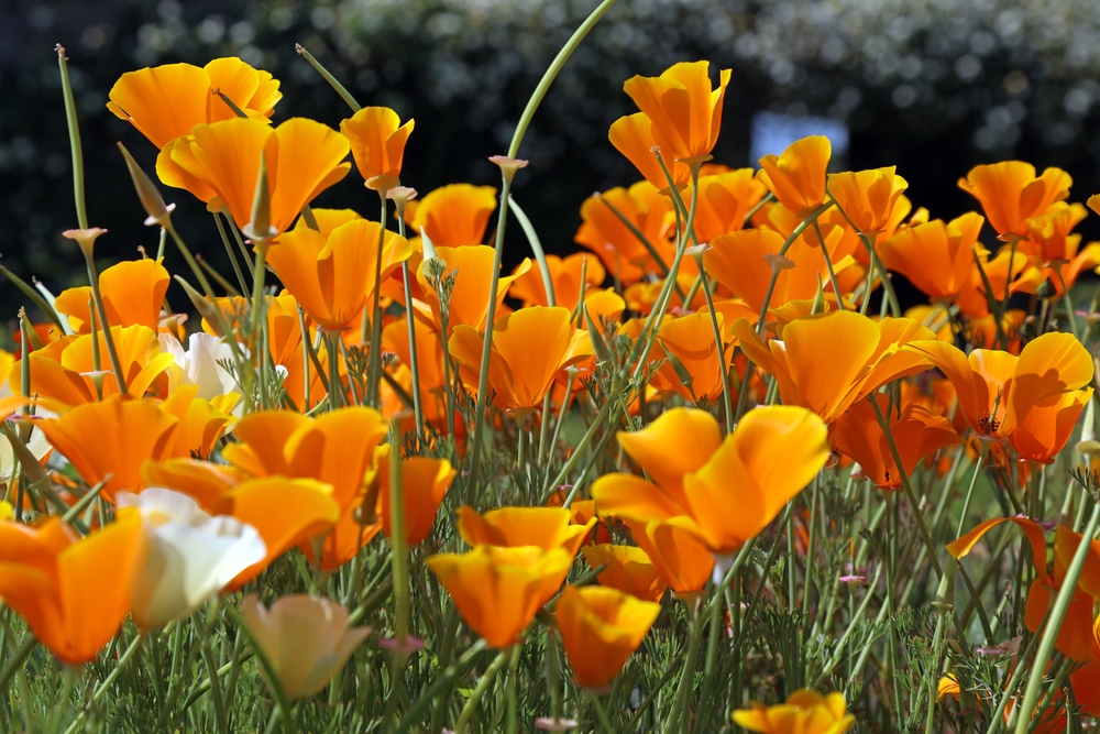 7 Dry-Climate Selections That Thrive With Minimal Water