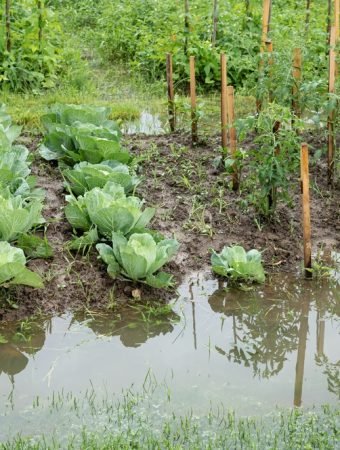 The Drainage Problem That Leads to Plant Loss