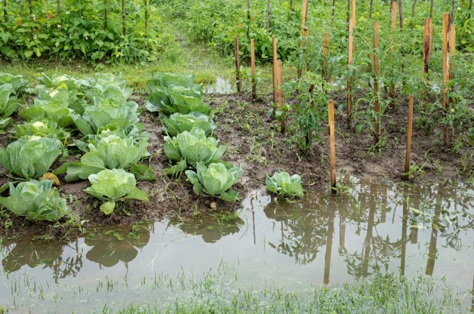The Drainage Problem That Leads to Plant Loss