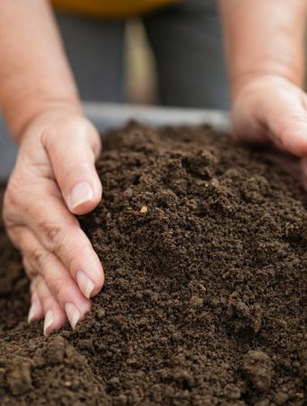 6 Low-Nutrient Soil Options That Still Produce Results