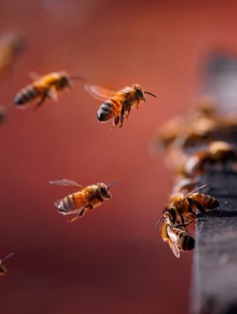 Give Bees and Butterflies a Drink: Create a Pollinator Water Station From Recycled Dishes