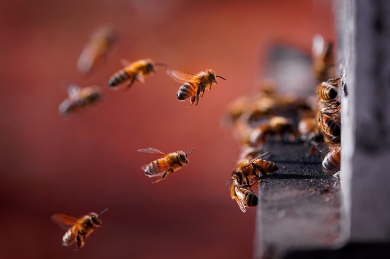 Give Bees and Butterflies a Drink: Create a Pollinator Water Station From Recycled Dishes