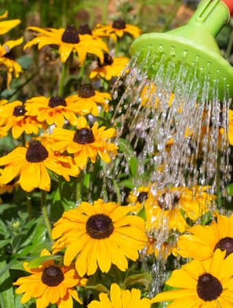 Transform Your Yard Into a Pollinator Paradise With These Budget-Friendly Wildflowers