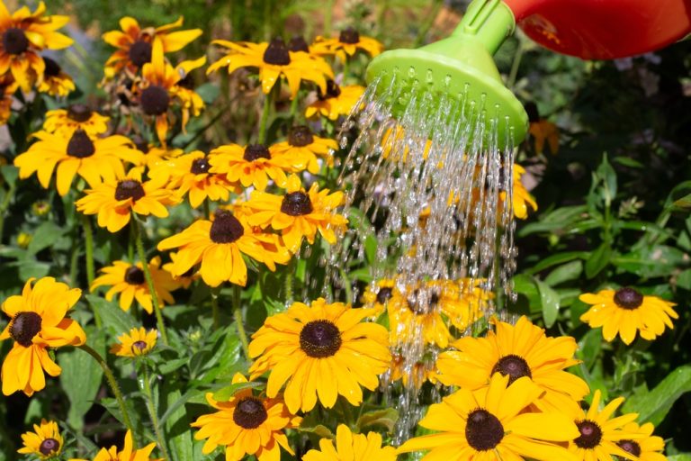 Transform Your Yard Into a Pollinator Paradise With These Budget-Friendly Wildflowers