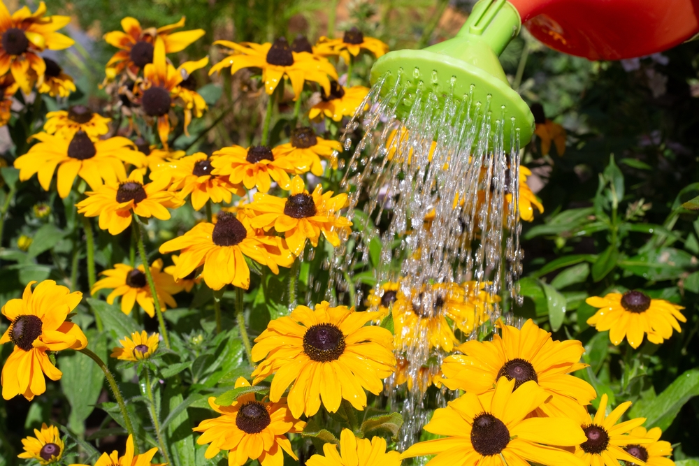 8 Warm-Weather Selections That Perform Best in Heat