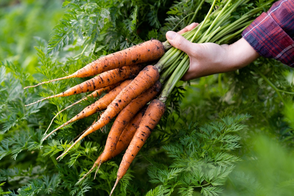 6 Companion-Friendly Pairings That Improve Soil Health