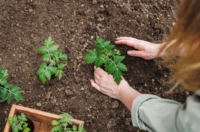 Never Overcrowd Again: The Simple Guide to Spacing Your Vegetables for Bigger Harvests