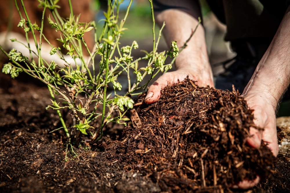 The Mulch Depth Error That Blocks Oxygen to Roots