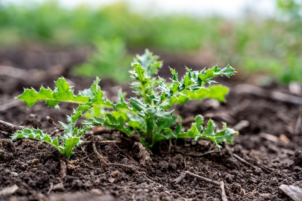 Why Weeds Take Over Faster Than Crops in Spring