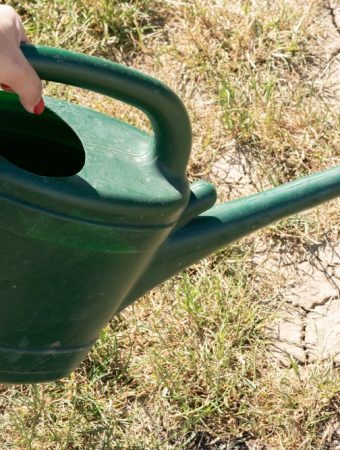 7 Dry-Climate Selections That Thrive With Minimal Water
