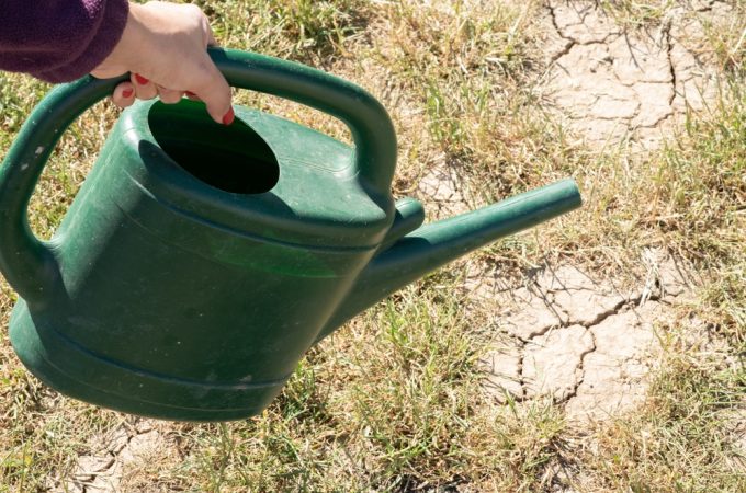 7 Dry-Climate Selections That Thrive With Minimal Water