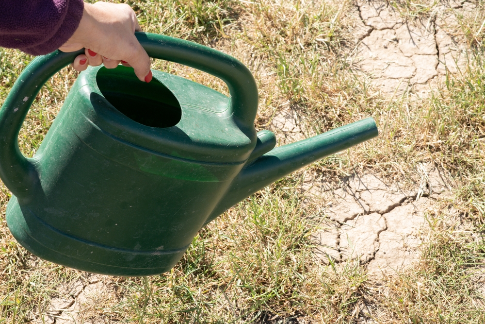 7 Dry-Climate Selections That Thrive With Minimal Water