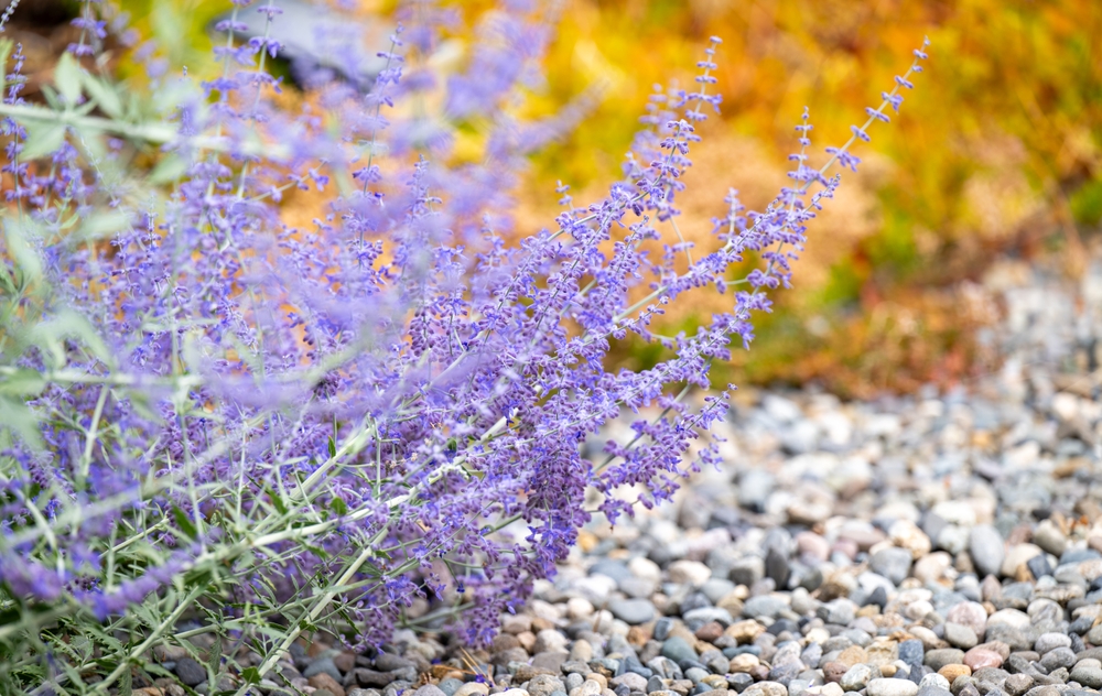8 Sandy Soil-Friendly Picks That Adapt Quickly