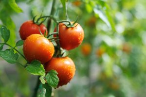 Companion Planting Cheat Sheet: Perfect Pairings That Boost Growth and Save Space