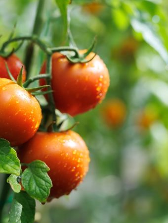 Companion Planting Cheat Sheet: Perfect Pairings That Boost Growth and Save Space