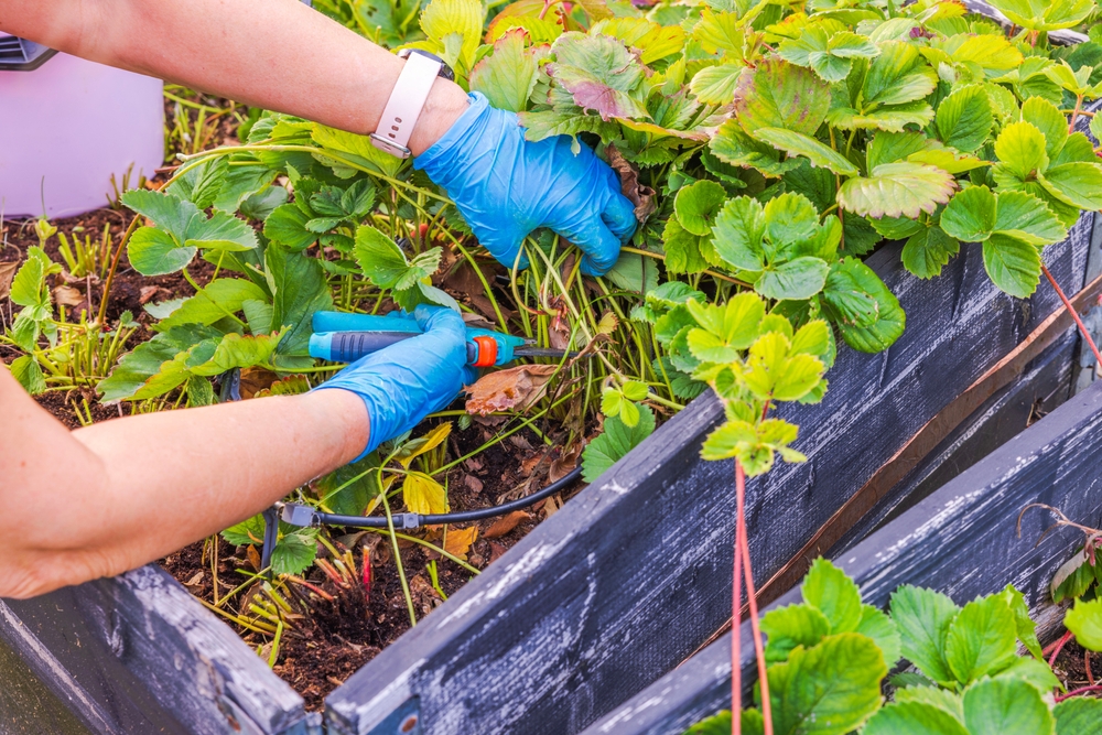 Why Raised Beds Warm Faster and Boost Early Growth