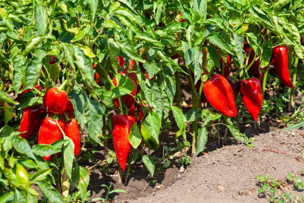 Never Overcrowd Again: The Simple Guide to Spacing Your Vegetables for Bigger Harvests