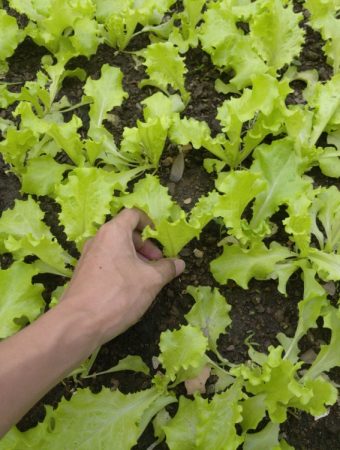 6 Spring-Ready Crops That Establish Quickly