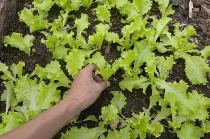 6 Spring-Ready Crops That Establish Quickly