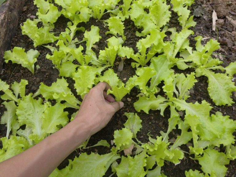 6 Spring-Ready Crops That Establish Quickly