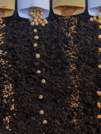 Grow a Three Sisters Garden: Corn, Beans & Squash That Feed Each Other