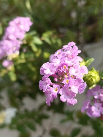 8 Warm Climate Favorites That Handle Heat Easily