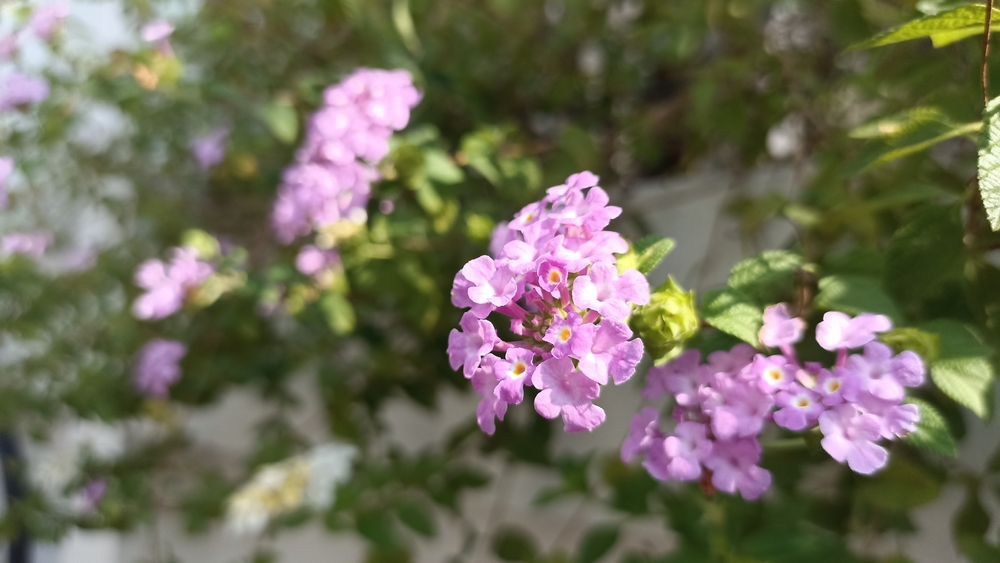 8 Warm Climate Favorites That Handle Heat Easily