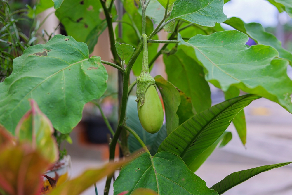 7 Compact Growers Perfect for Smaller Containers