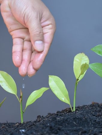 The Nutrient Deficiency Problem That Slows Development