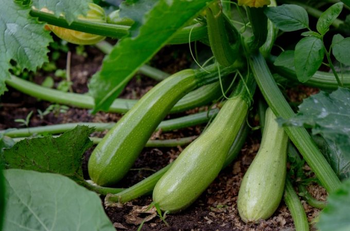 10 Vegetables That Produce the Most Food for the Least Money