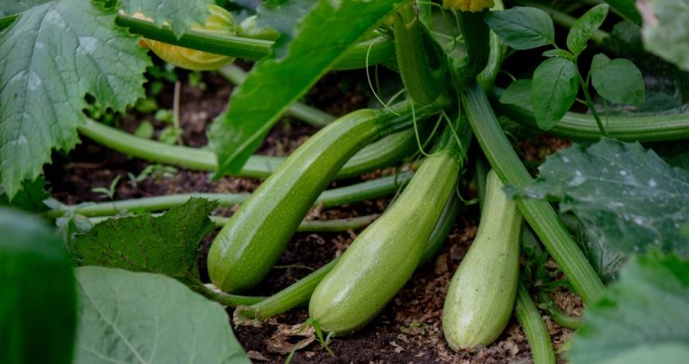 10 Vegetables That Produce the Most Food for the Least Money