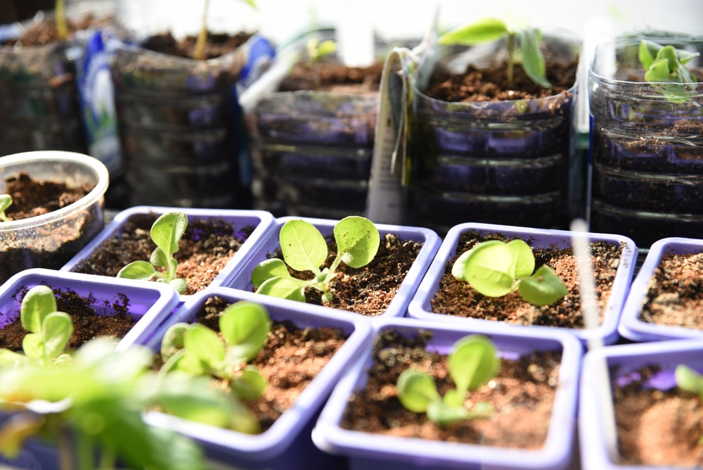 8 Spring Sun Favorites That Deliver Strong Growth