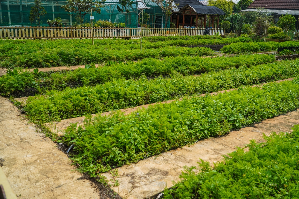 The Growth Mistake Most Gardeners Overlook