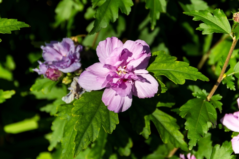 8 Heat-Friendly Picks That Thrive in Warm Climates