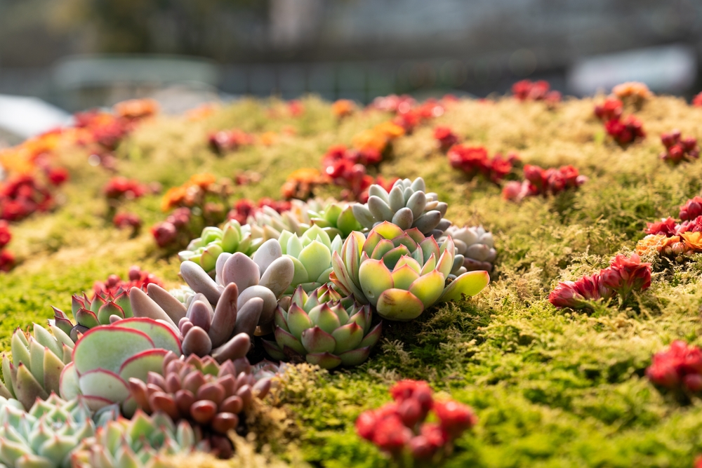 7 Dry Soil Adaptations That Improve Survival