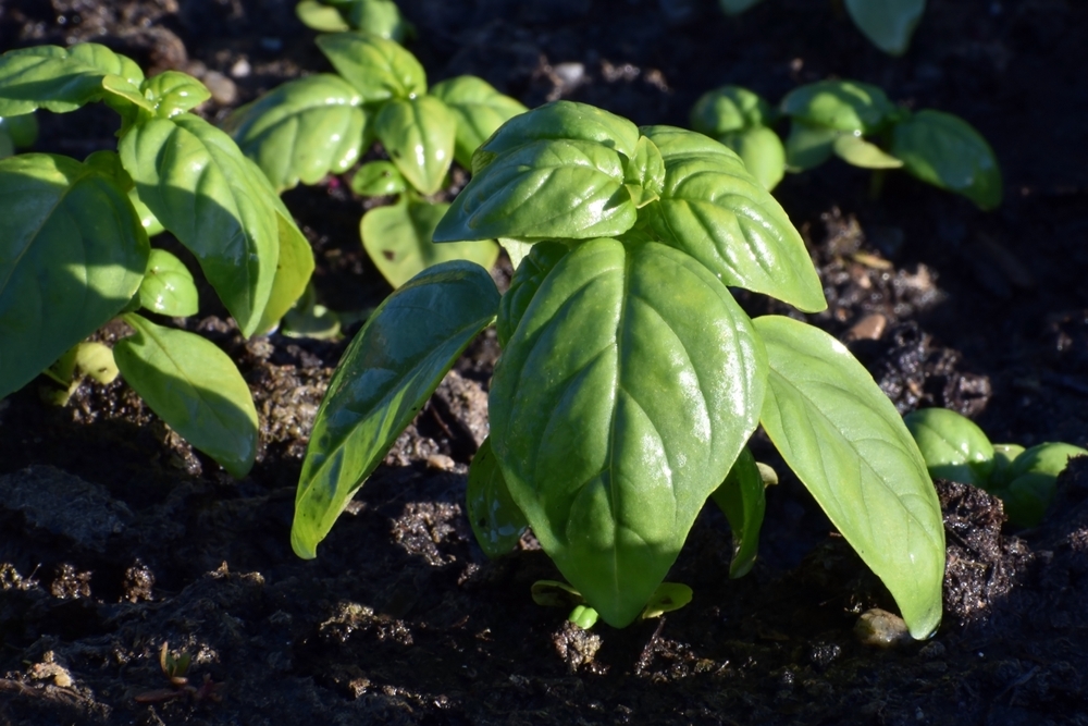 6 Container-Friendly Options That Grow Quickly