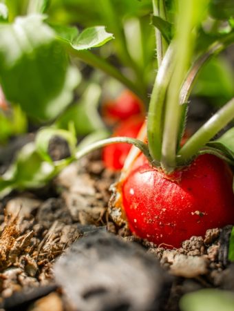 6 Container-Friendly Options That Grow Quickly