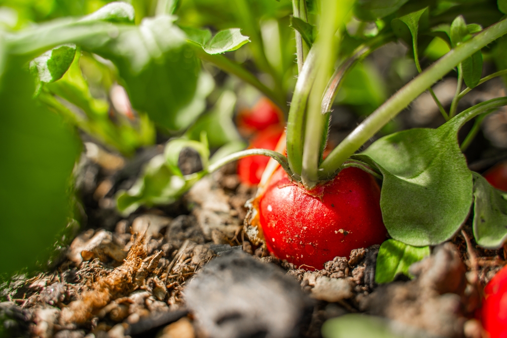 6 Container-Friendly Options That Grow Quickly