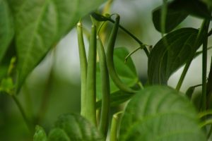 Skip the Transplants: These Warm-Weather Veggies Excel When Direct-Sown Now