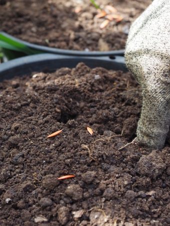 7 Dry Soil Adaptations That Improve Survival