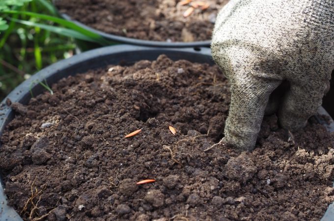 7 Dry Soil Adaptations That Improve Survival