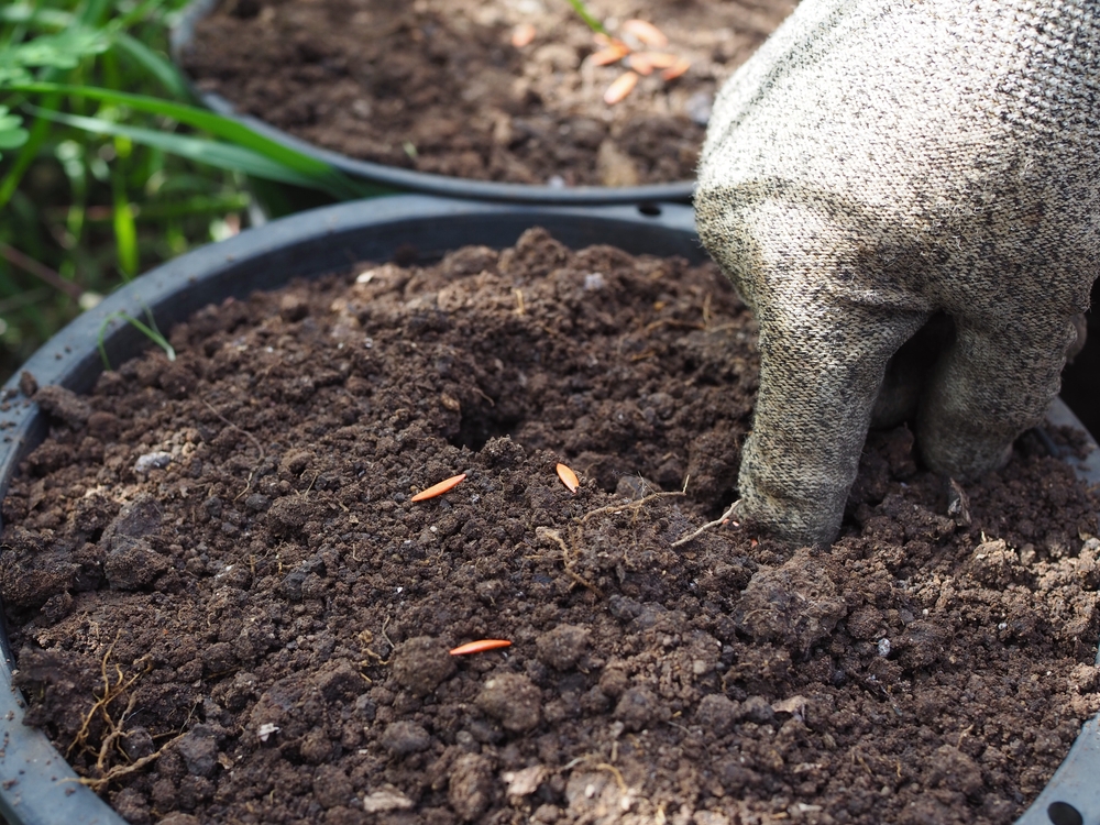 7 Dry Soil Adaptations That Improve Survival