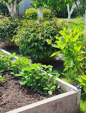 6 Raised Bed Success Picks That Deliver Reliable Results