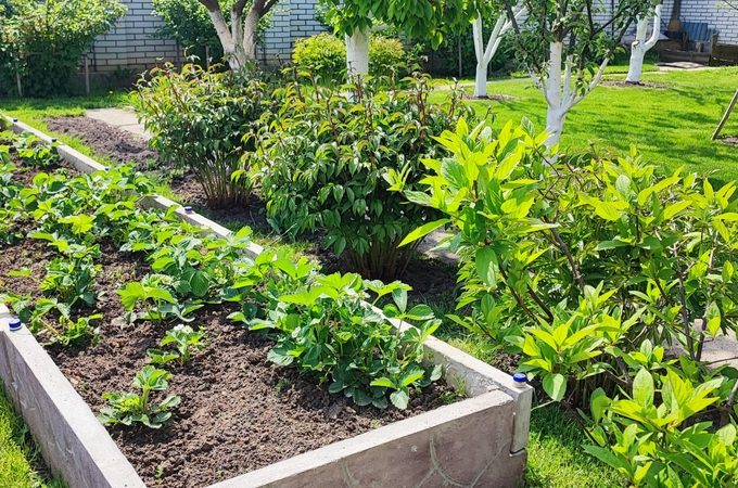 6 Raised Bed Success Picks That Deliver Reliable Results
